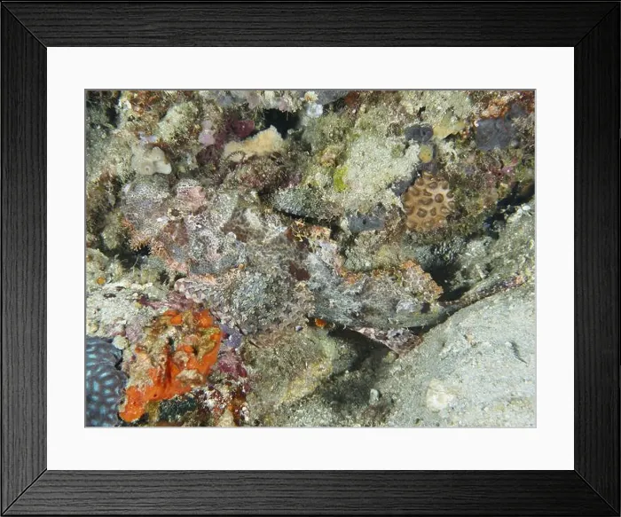 Framed Print : Well camouflaged fringed scorpionfish (Scorpaenopsis oxycephalus) hidden between corals under water Framed Print : Well camouflaged fringed scorpionfish (Scorpaenopsis oxycephalus) hidden between corals under water