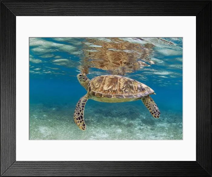 Framed Print : A green sea turtle hovers at the surface, Raja Ampat, Indonesia Framed Print : A green sea turtle hovers at the surface, Raja Ampat, Indonesia