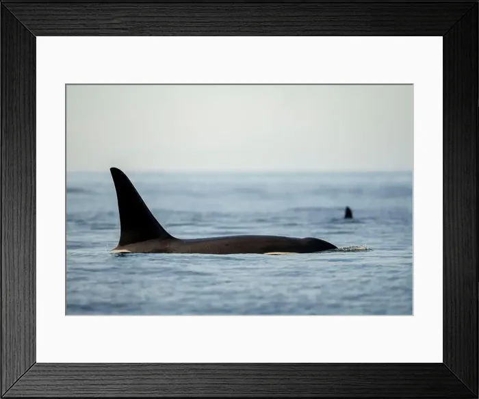 Framed Print : Orca Fins Breaking Ocean Surface in Calm Marine Waters Framed Print : Orca Fins Breaking Ocean Surface in Calm Marine Waters