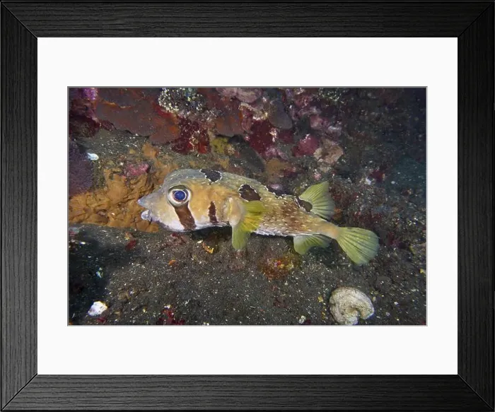 Framed Print : A spherical fish, masked porcupinefish (Diodon liturosus) Framed Print : A spherical fish, masked porcupinefish (Diodon liturosus)