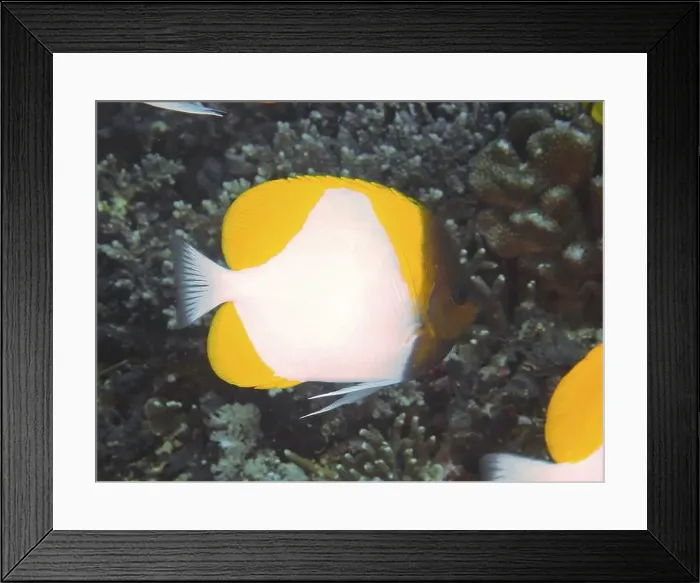Framed Print : Yellow-white patterned Pyramid butterflyfish (Hemitaurichthys polylepis) near dense coral structures Framed Print : Yellow-white patterned Pyramid butterflyfish (Hemitaurichthys polylepis) near dense coral structures