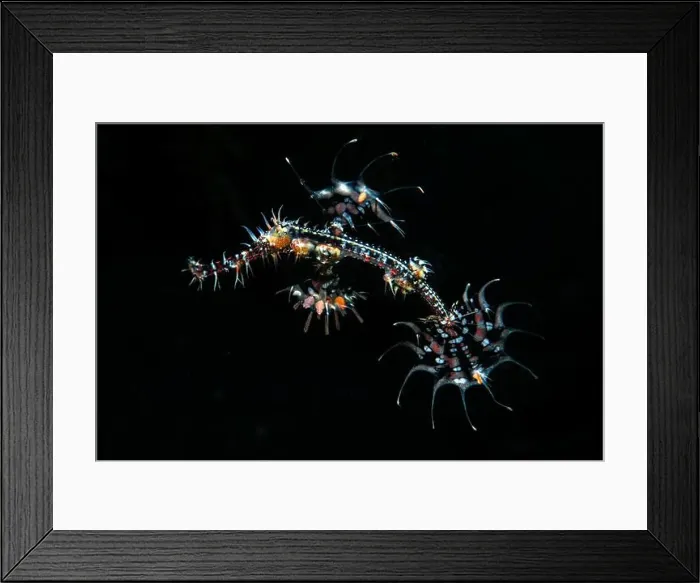 Framed Print : A juvenile ornate ghost pipefish Framed Print : A juvenile ornate ghost pipefish