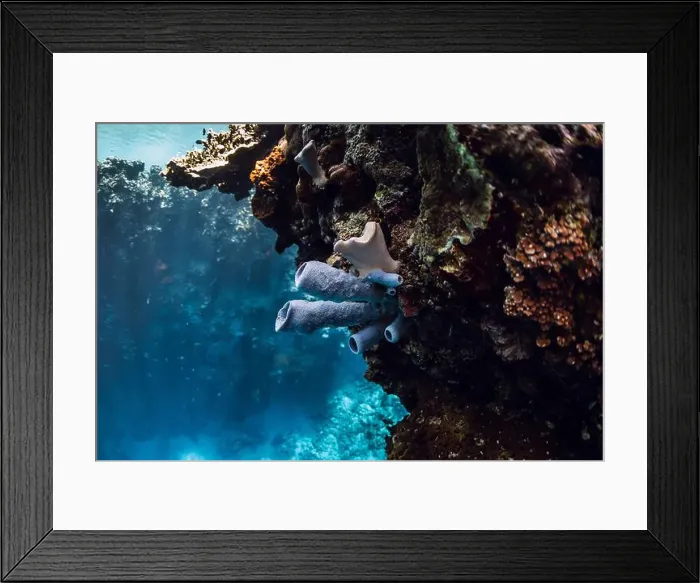 Framed Print : Corals underwater in blue ocean. Coral reef garden, marine life Framed Print : Corals underwater in blue ocean. Coral reef garden, marine life