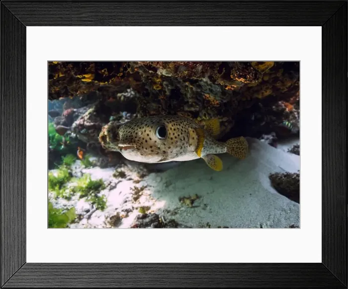 Framed Print : Fugu of Puffer fish swims close up under coral reef rock in tropical sea Framed Print : Fugu of Puffer fish swims close up under coral reef rock in tropical sea