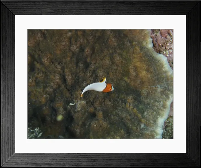 Framed Print : Small orange and white fish, spotted parrotfish (Cetoscarus ocellatus) juvenile Framed Print : Small orange and white fish, spotted parrotfish (Cetoscarus ocellatus) juvenile