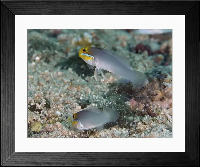 Framed Print : Two fish, golden-fronted sleeper goby (Valenciennea strigata) Framed Print : Two fish, golden-fronted sleeper goby (Valenciennea strigata)