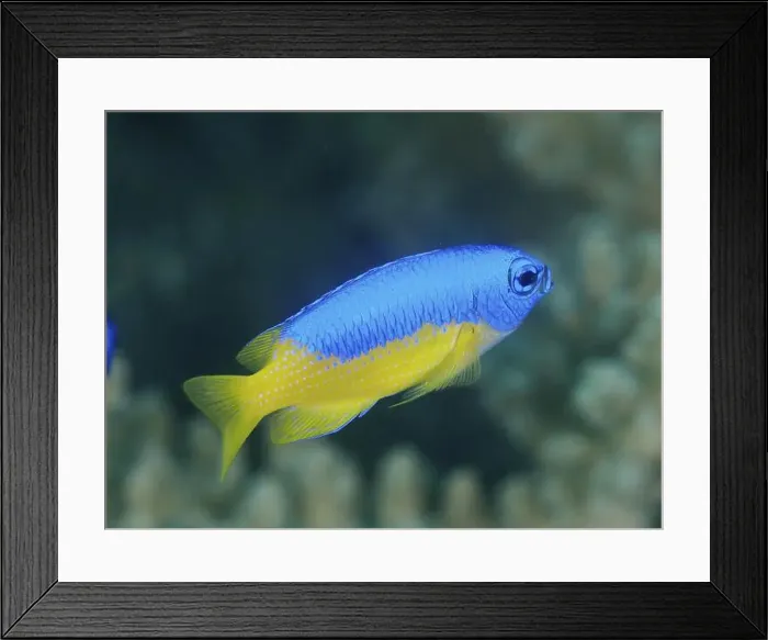 Framed Print : A bright blue and yellow fish, Neon Demoiselle (Pomacentrus coelestis) Framed Print : A bright blue and yellow fish, Neon Demoiselle (Pomacentrus coelestis)