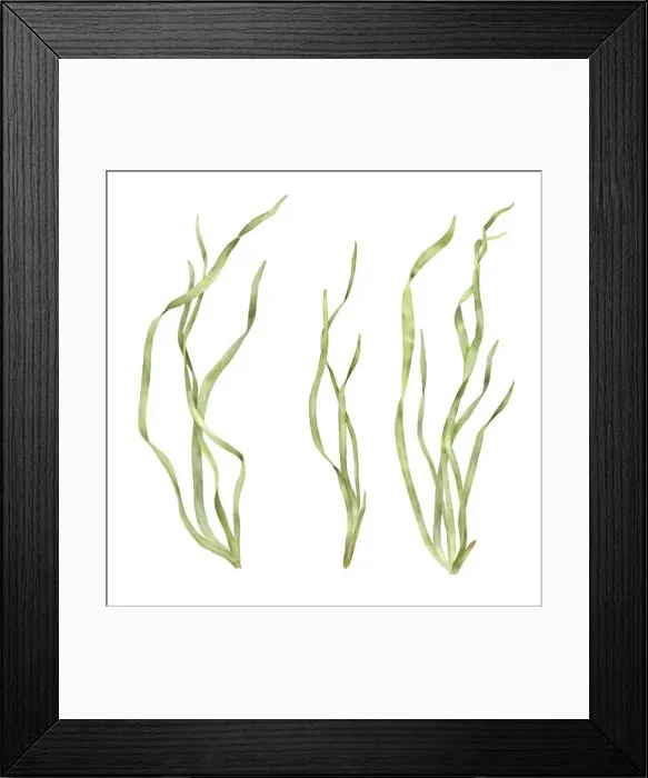 Framed Print : Marine green seaweed from the underwater world of the ocean