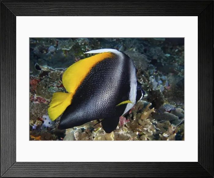 Framed Print : A colourful fish with yellow and black patterns Framed Print : A colourful fish with yellow and black patterns