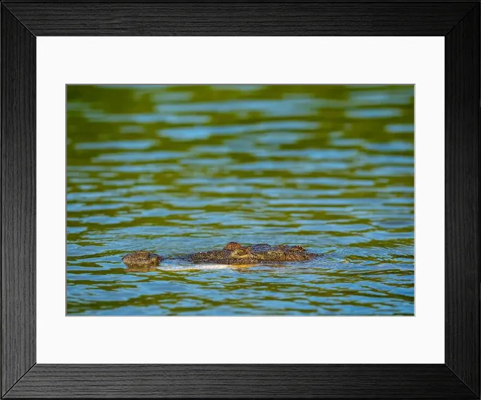 Framed Print : A lone crocodile glides through the green waters of the Yucatan Peninsula Framed Print : A lone crocodile glides through the green waters of the Yucatan Peninsula