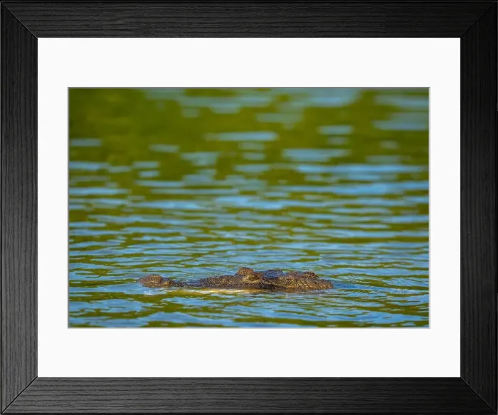 Framed Print : A lone crocodile glides through the green waters of the Yucatan Peninsula Framed Print : A lone crocodile glides through the green waters of the Yucatan Peninsula