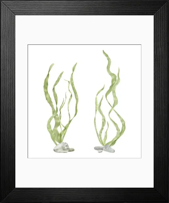 Framed Print : Green seaweed on pebbles. Digital watercolor illustration