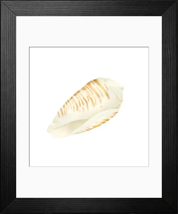 Framed Print : The shell of the strombus clam. Digital watercolor illustration. A beige shell highlighted on a white background Framed Print : The shell of the strombus clam. Digital watercolor illustration. A beige shell highlighted on a white background