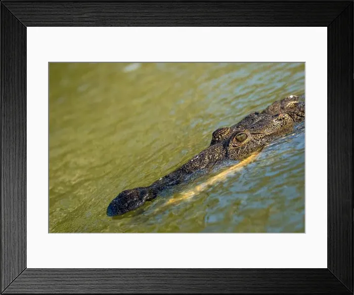 Framed Print : A lone crocodile glides through the green waters of the Yucatan Peninsula Framed Print : A lone crocodile glides through the green waters of the Yucatan Peninsula
