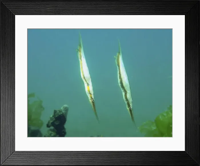 Framed Print : Two slender fish, jointed razorfish Framed Print : Two slender fish, jointed razorfish