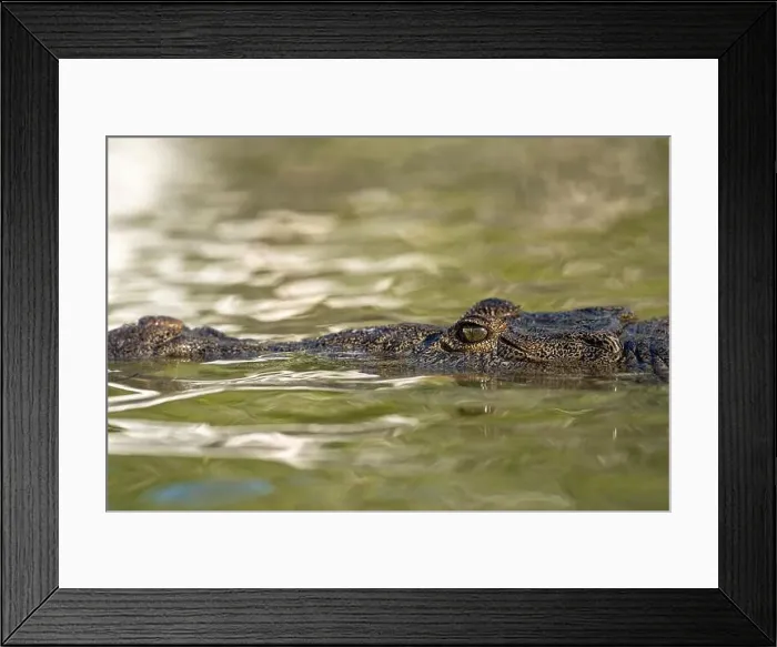 Framed Print : A lone crocodile glides through the green waters of the Yucatan Peninsula Framed Print : A lone crocodile glides through the green waters of the Yucatan Peninsula