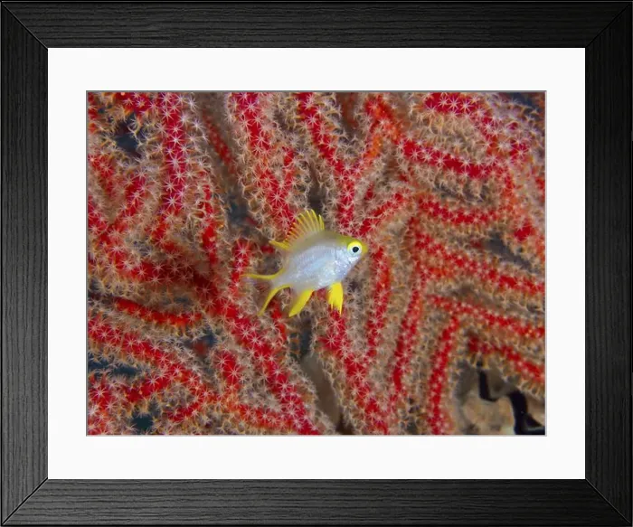 Framed Print : A small yellow fish, Golden damselfish (Amblyglyphidodon aureus) juvenile Framed Print : A small yellow fish, Golden damselfish (Amblyglyphidodon aureus) juvenile