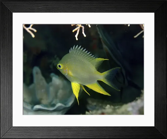 Framed Print : A Golden damselfish (Amblyglyphidodon aureus) swimming in front of corals in the sea Framed Print : A Golden damselfish (Amblyglyphidodon aureus) swimming in front of corals in the sea