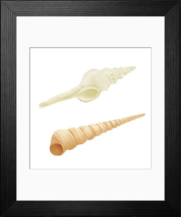 Framed Print : White strombus clam shell and brown Turritella terebra Watercolor illustration Framed Print : White strombus clam shell and brown Turritella terebra Watercolor illustration