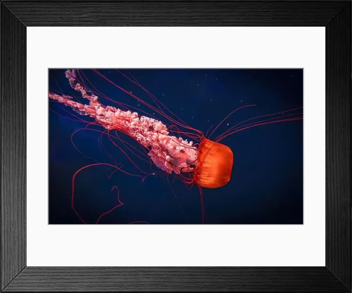 Framed Print : Orange jellyfish. Chrysaora fuscescens Framed Print : Orange jellyfish. Chrysaora fuscescens