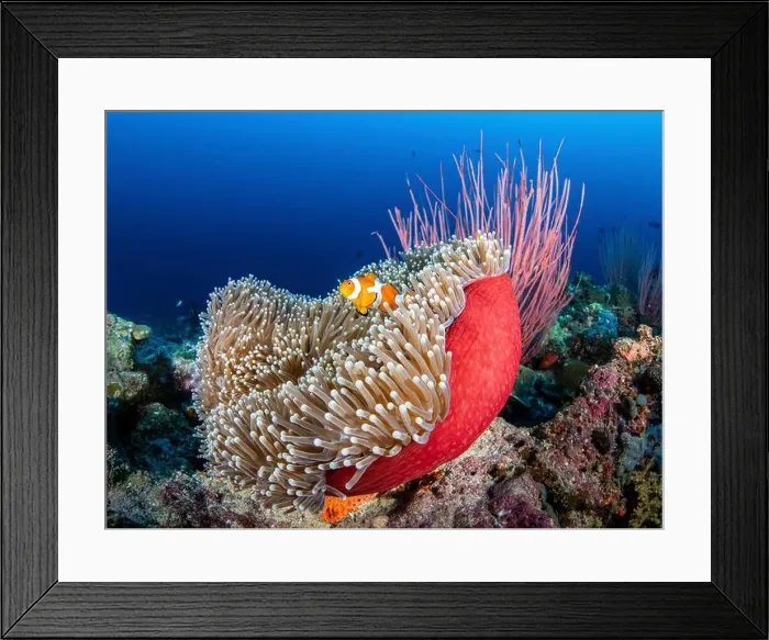 Framed Print : A common clownfish in sea anemone, Solomon Islands Framed Print : A common clownfish in sea anemone, Solomon Islands