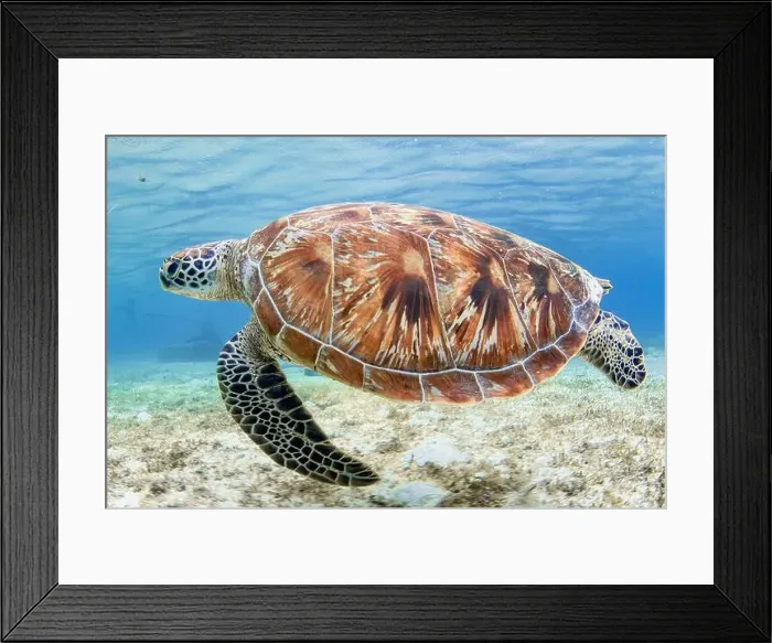 Framed Print : A green sea turtle, Solomon Islands Framed Print : A green sea turtle, Solomon Islands