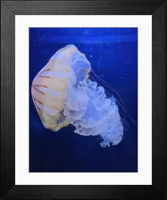 Framed Print : Jellyfish in Aquarium of Pula in Istria, Croatia. The background is blue and clear Framed Print : Jellyfish in Aquarium of Pula in Istria, Croatia. The background is blue and clear