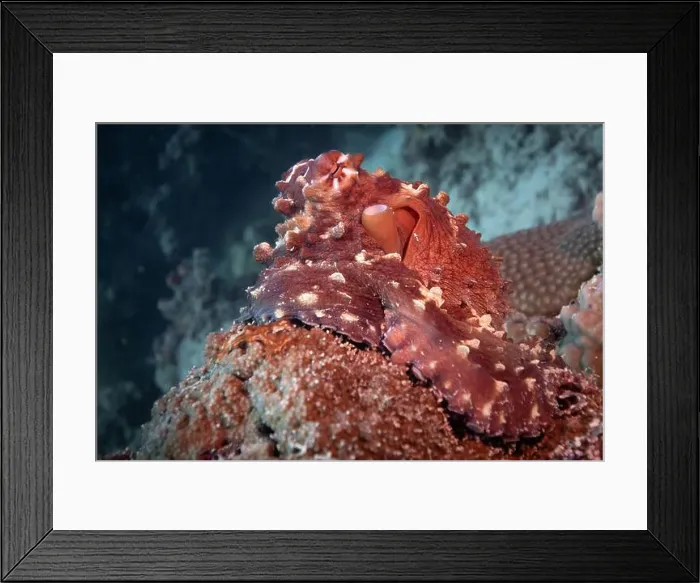 Framed Print : Octopus camouflaging with coral reef on scuba diving site Framed Print : Octopus camouflaging with coral reef on scuba diving site