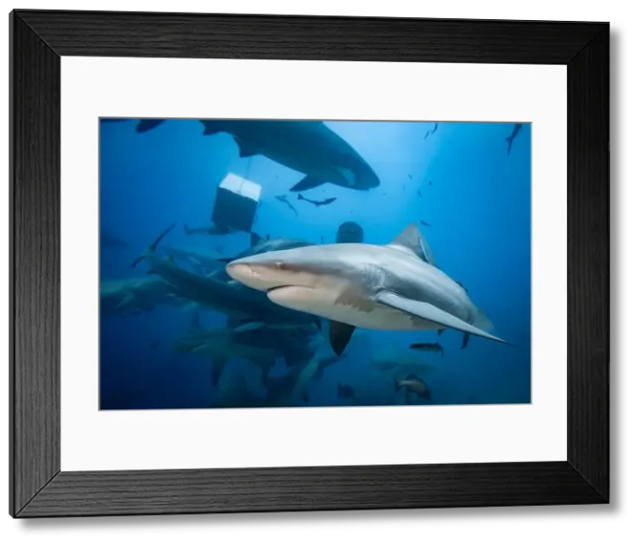 Framed Print : Bull Sharks schooling above coral reef Framed Print : Bull Sharks schooling above coral reef
