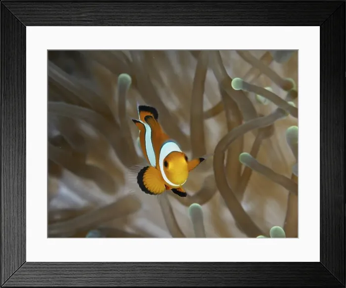 Framed Print : A single Ocellaris Clownfish (Amphiprion ocellaris) swims elegantly through a sea anemone Framed Print : A single Ocellaris Clownfish (Amphiprion ocellaris) swims elegantly through a sea anemone