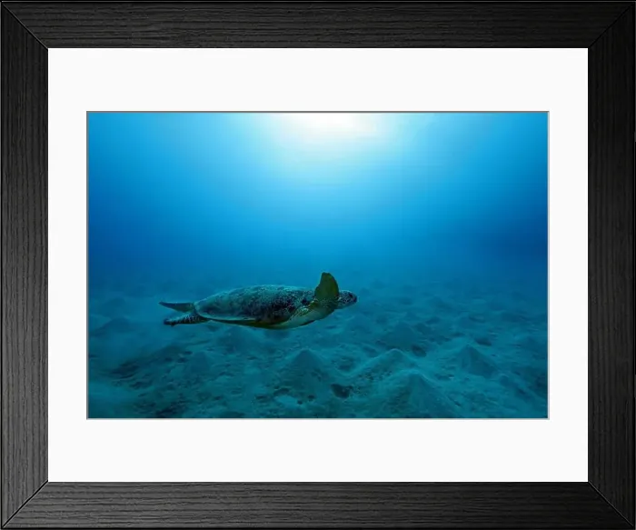Framed Print : Green Sea Turtle near Marsa Alam, underwater photograph, Red Sea, Egypt Framed Print : Green Sea Turtle near Marsa Alam, underwater photograph, Red Sea, Egypt