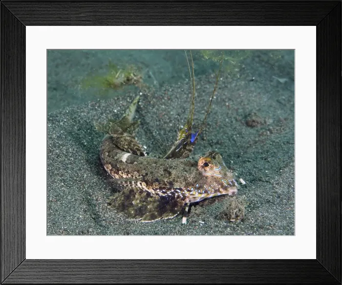 Framed Print : A green-brown finger lyrefish, giant lyrefish (Dactylopus dactylopus) Framed Print : A green-brown finger lyrefish, giant lyrefish (Dactylopus dactylopus)