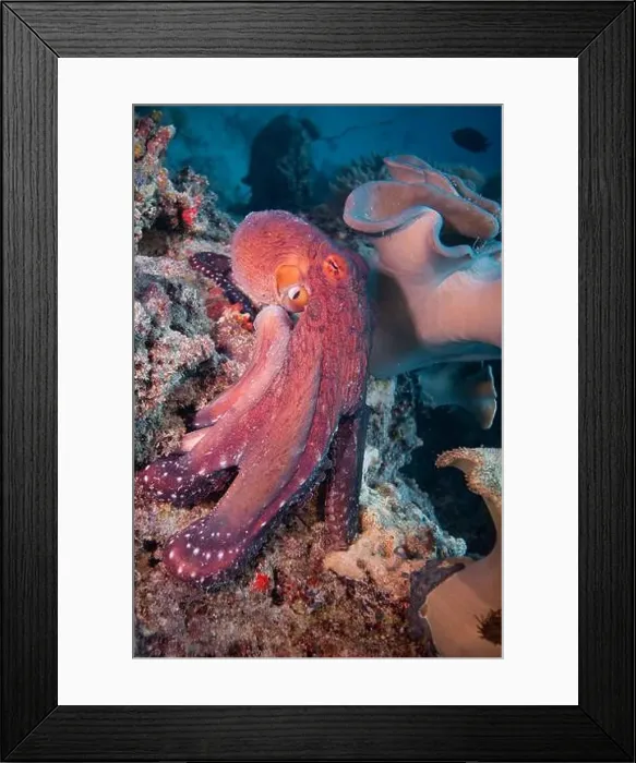 Framed Print : Octopus camouflaging with coral reef on scuba diving site Framed Print : Octopus camouflaging with coral reef on scuba diving site