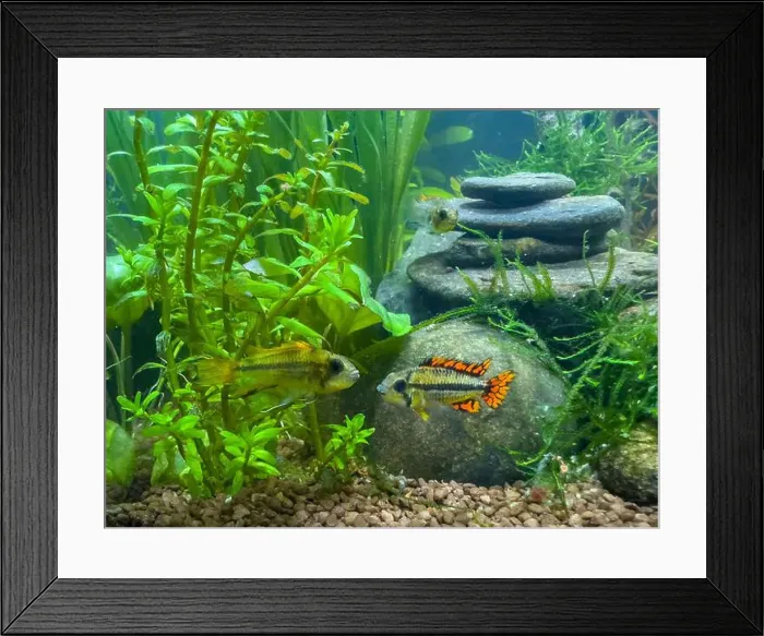 Framed Print : tropical fish red Apistogramma cacatuoides, cockatoo dwarf cichlid in aquarium Framed Print : tropical fish red Apistogramma cacatuoides, cockatoo dwarf cichlid in aquarium
