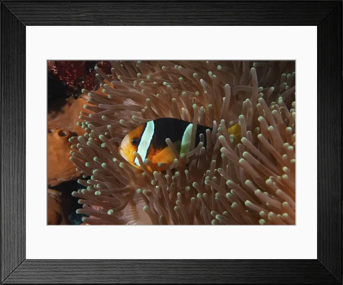 Framed Print : A colourful Clark's anemonefish (Amphiprion clarkii) hides protected in a sea anemone Framed Print : A colourful Clark's anemonefish (Amphiprion clarkii) hides protected in a sea anemone