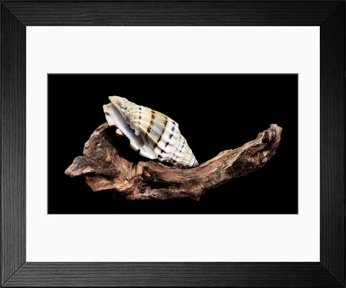 Framed Print : A Vexillum balteolatum seashell resting on textured driftwood against a black background Framed Print : A Vexillum balteolatum seashell resting on textured driftwood against a black background