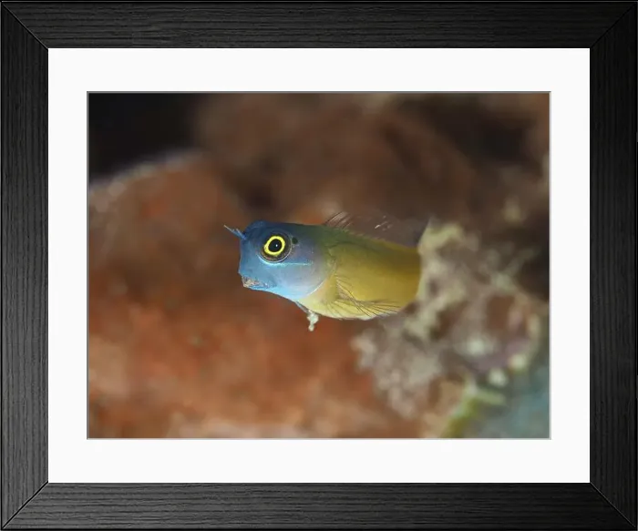Framed Print : A small, bright blue-yellow fish Framed Print : A small, bright blue-yellow fish
