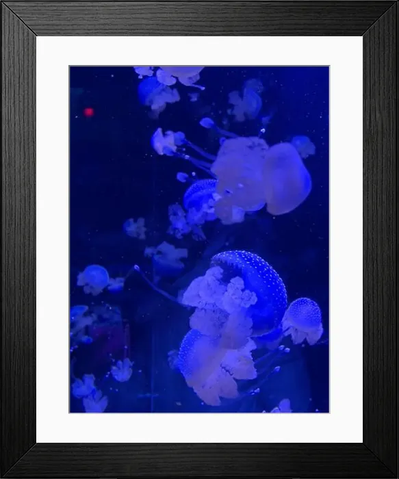 Framed Print : Phyllorhiza punctata is a species of jellyfish Framed Print : Phyllorhiza punctata is a species of jellyfish