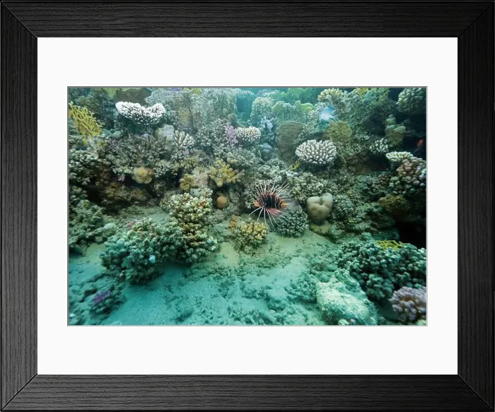 Framed Print : Abu Dabab Coral reef near Marsa Alam, underwater photograph, Red Sea, Egypt Framed Print : Abu Dabab Coral reef near Marsa Alam, underwater photograph, Red Sea, Egypt