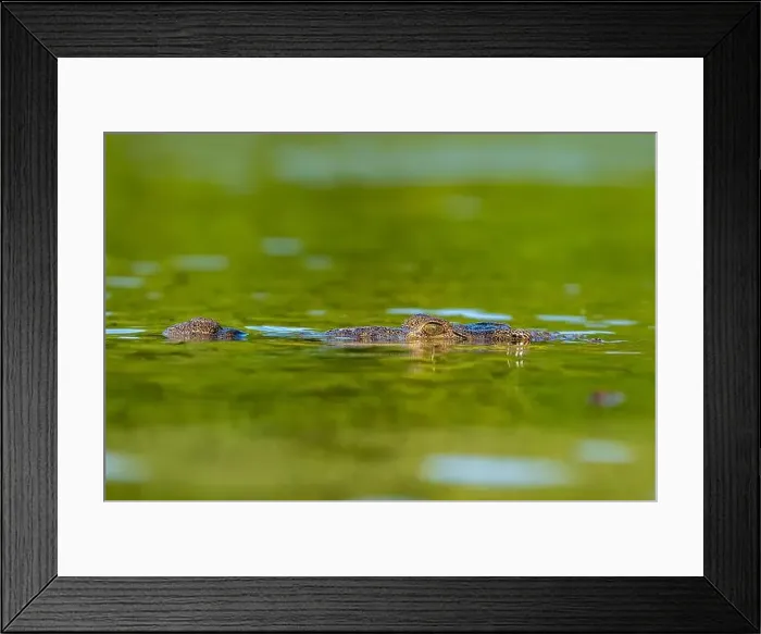 Framed Print : A lone crocodile glides through the green waters of the Yucatan Peninsula Framed Print : A lone crocodile glides through the green waters of the Yucatan Peninsula