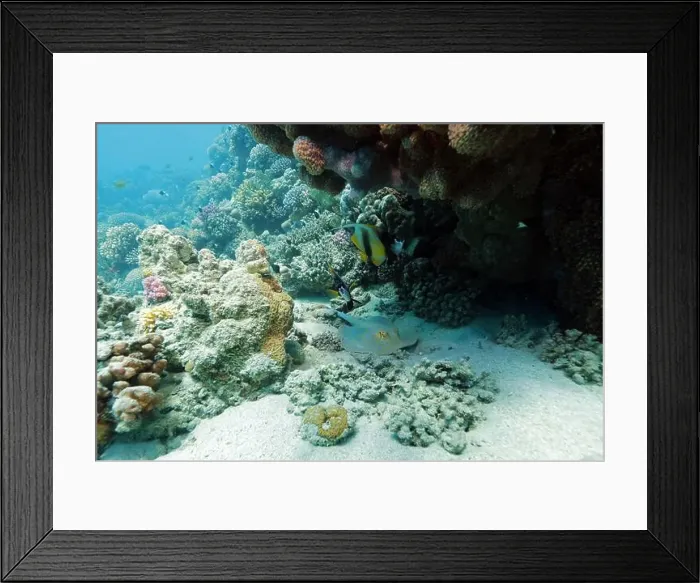 Framed Print : Abu Dabab Coral reef near Marsa Alam, underwater photograph, Red Sea, Egypt Framed Print : Abu Dabab Coral reef near Marsa Alam, underwater photograph, Red Sea, Egypt