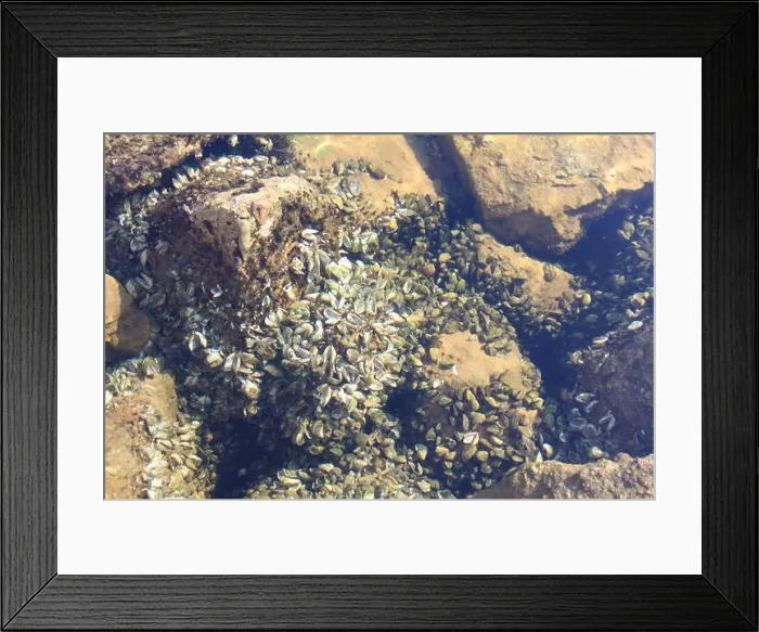 Framed Print : Fingernail clams in large groups on rocks on the shore line of Lake Michigan Framed Print : Fingernail clams in large groups on rocks on the shore line of Lake Michigan