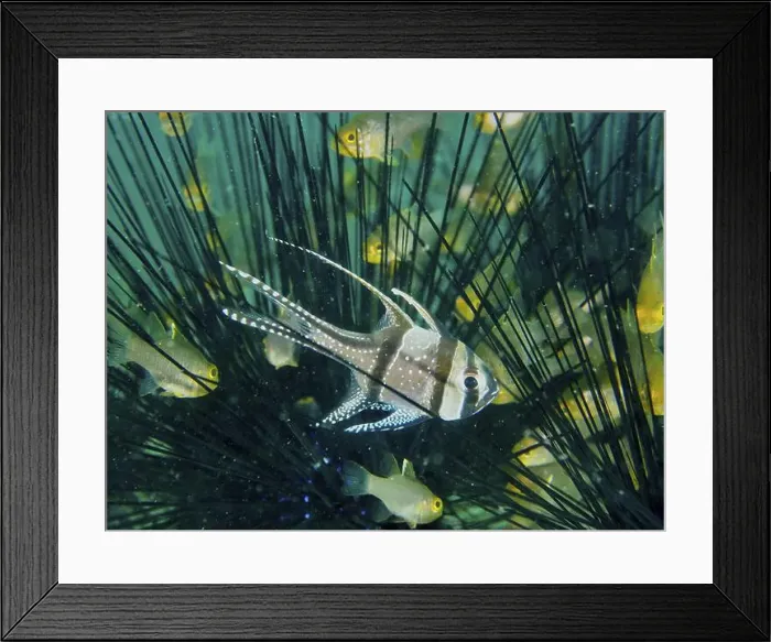 Framed Print : A Banggai cardinalfish (Pterapogon kauderni) swimming between the spines of a sea urchin Framed Print : A Banggai cardinalfish (Pterapogon kauderni) swimming between the spines of a sea urchin