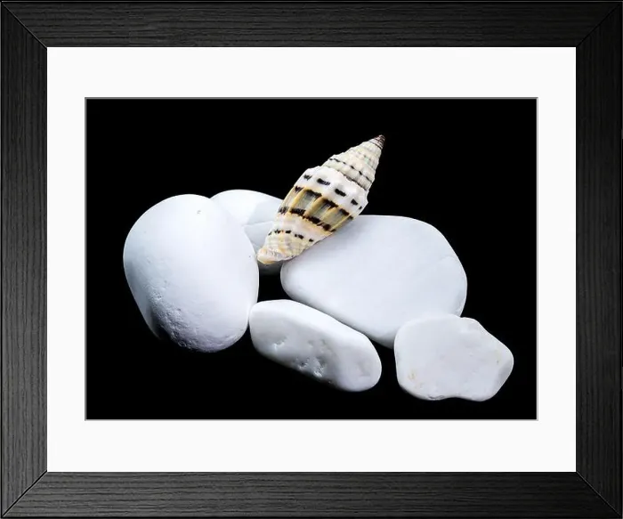 Framed Print : A Vexillum balteolatum seashell resting on smooth white stones against a black background Framed Print : A Vexillum balteolatum seashell resting on smooth white stones against a black background