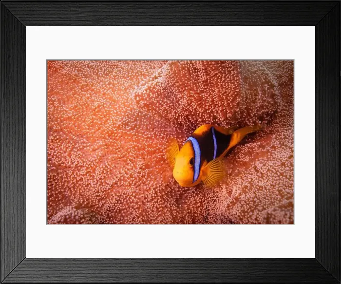 Framed Print : Colorful anemone fish swimming above coral reef in the pacific Ocean Framed Print : Colorful anemone fish swimming above coral reef in the pacific Ocean