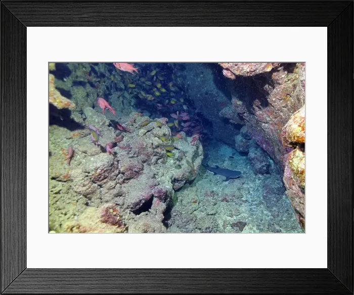 Framed Print : Baby shark in the cave of coral reef near Marsa Alam, underwater photograph, Red Sea, Egypt Framed Print : Baby shark in the cave of coral reef near Marsa Alam, underwater photograph, Red Sea, Egypt