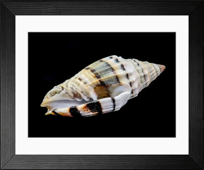 Framed Print : Close-up of a Vexillum balteolatum seashell with intricate ridges and dark brown bands Framed Print : Close-up of a Vexillum balteolatum seashell with intricate ridges and dark brown bands