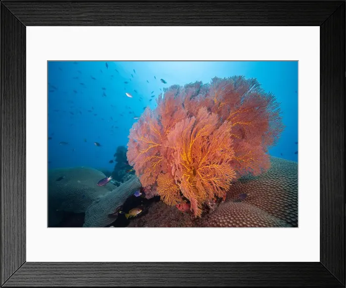 Framed Print : Gorgonian sea fan blowing in the gentle currents of the south Pacifc Ocean Framed Print : Gorgonian sea fan blowing in the gentle currents of the south Pacifc Ocean