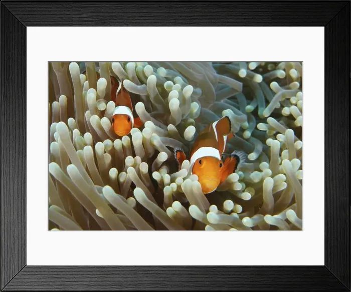 Framed Print : Two Ocellaris Clownfish (Amphiprion ocellaris) hiding in a protective sea anemone Framed Print : Two Ocellaris Clownfish (Amphiprion ocellaris) hiding in a protective sea anemone