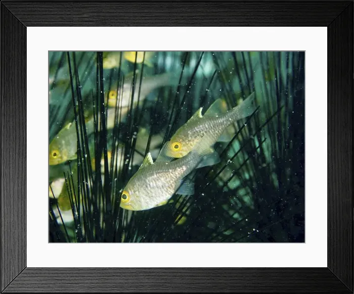 Framed Print : Golden fish, bannerfin cardinalfish (Ostorhinchus hoevenii) Framed Print : Golden fish, bannerfin cardinalfish (Ostorhinchus hoevenii)